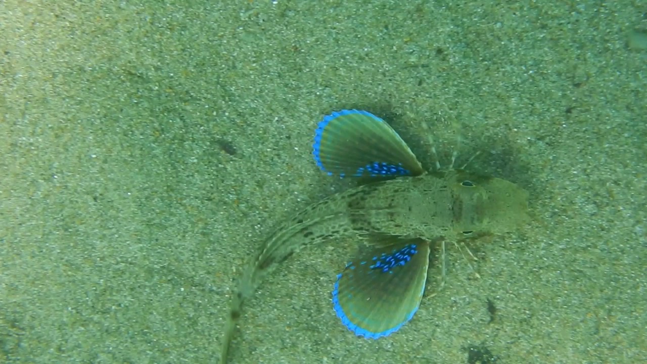 Chelidonichthys lucernus / Tub gurnard / Χελιδονάς