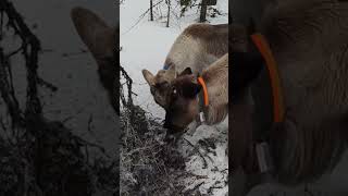 Олени нашли под деревом гнездо из мха и поедают содержимое.