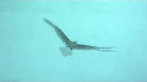 Enjoying Therapeutic VR: Prototype demo  at VR Hub Tokyo