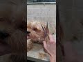 Trimming the hair on a dogs face with scissors, no restraints, dog grooming from home, Yorkie