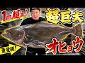 1m超えのオヒョウが想像を超える美味しさだった！！