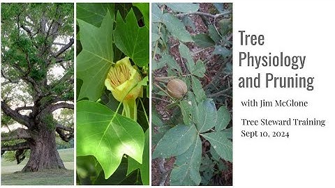 Tree Physiology and Pruning with Jim McGlone