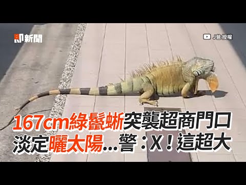 167cm綠鬣蜥趴超商門口 網紅出動捕捉：超大｜野生動物｜外來物種｜生態