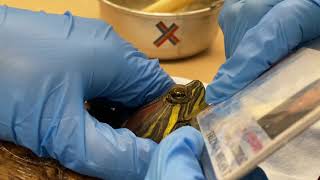 Oral Syringe feeding Red Eared Slider