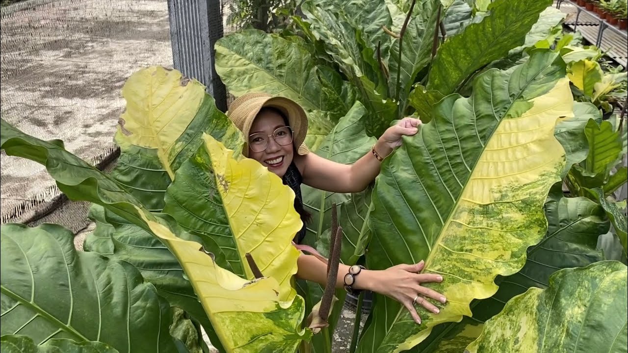 Plantita Journey Vlog #218 || Gigantic, beautiful & super healthy Anthurium Foliage @Bulacan Foliage