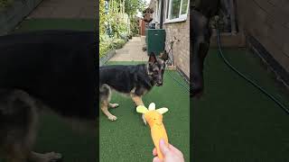 SLOW MOTION GERMAN SHEPHERD HAPPILY SQUEAKING HIS CARROTT TOY