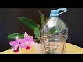 Orquídeas Terapia de Botella (Parte2)