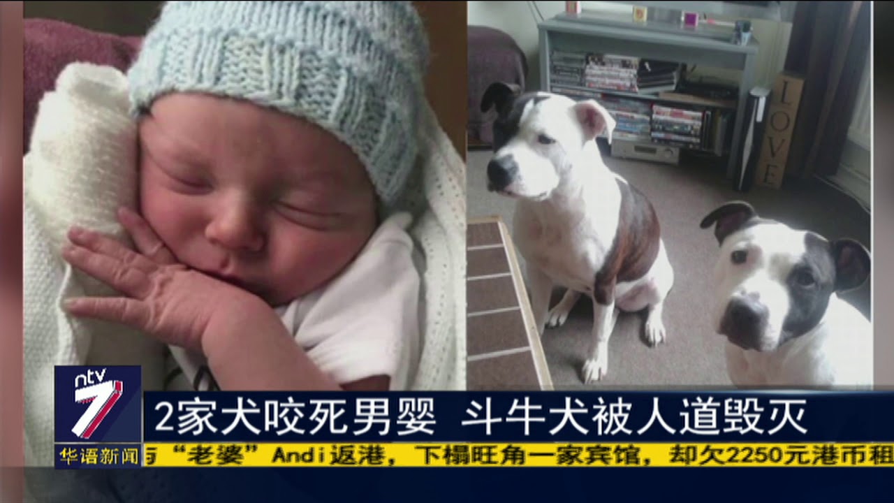 2家犬咬死男婴斗牛犬被人道毁灭 Youtube