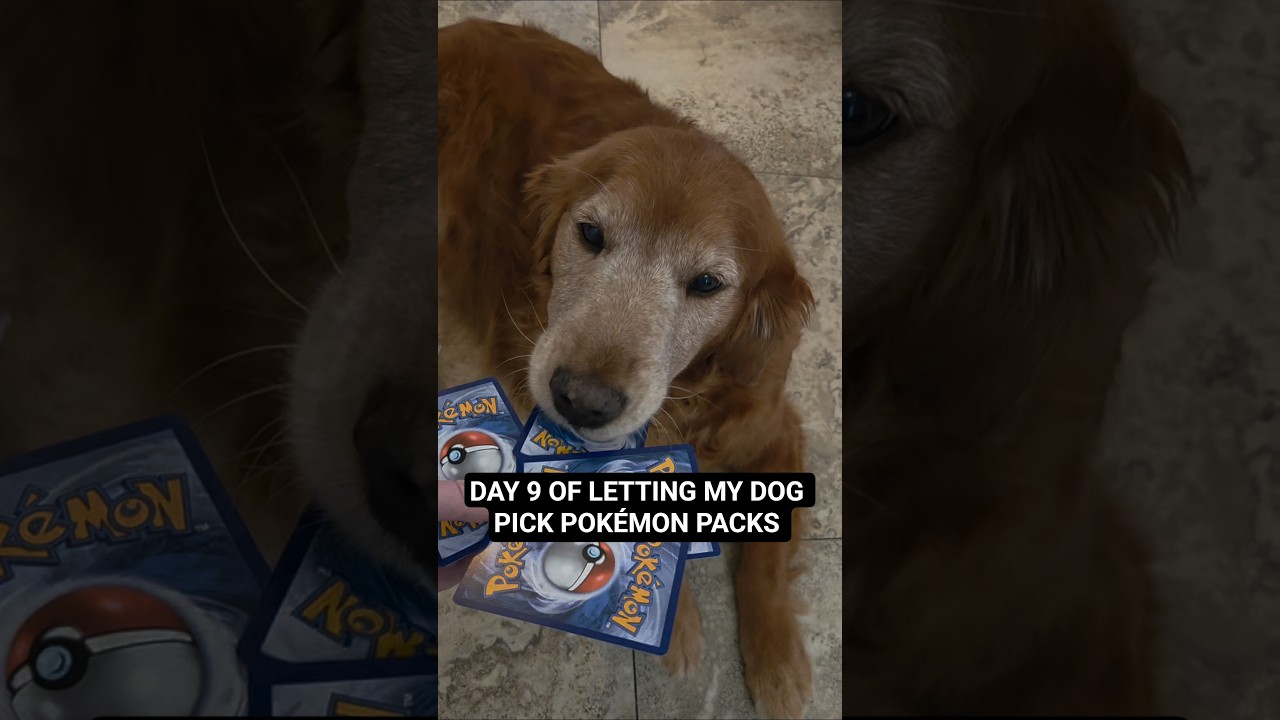 Day 9 Dog picks Pokémon packs! 