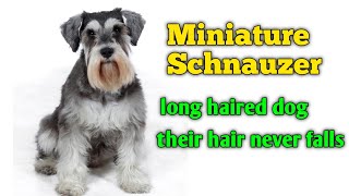 Miniature schnauzer || miniature schnauzer puppies || miniature schnauzer grooming