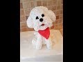 How to make a Birthday Cake Fondant Bichon Dog Topper Part 3 of 3