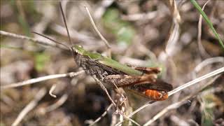 Common field grasshopper singing