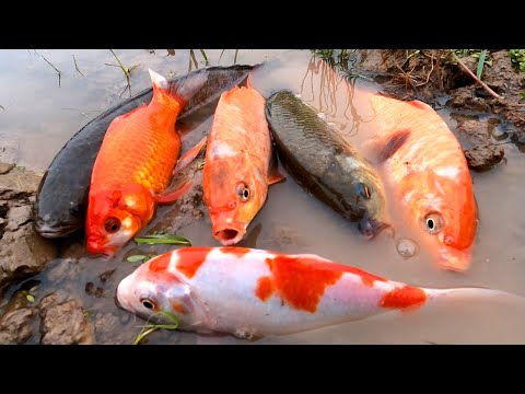 Bắt cá chép koi, cá rô đồng, cá vàng, cá dọn bể, cá sộp ở vũng nước - các loại cá sông, cá nước ngọt