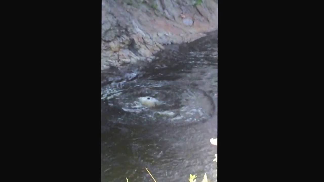 GAINER FAIL Livermore falls NH bridge jump YouTube