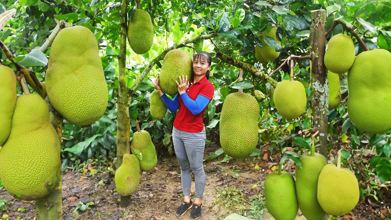 Harvesting Jackfruit & Vegetable Spinach Go To Market Sell - New Free Bushcraft