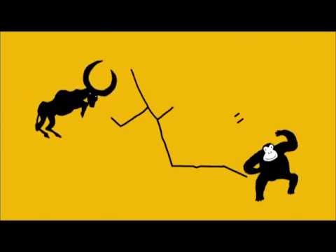 テレビＣＭ　「ヒョウタヌキ」編