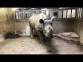 【天王寺動物園】飼育の日特別ライブ配信　サイ舎のモーニングルーティン