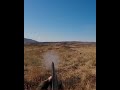 bıldırcın Avı#bıldırcınavı #quail hunting