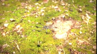 Drone Animation Test Blender 2.91