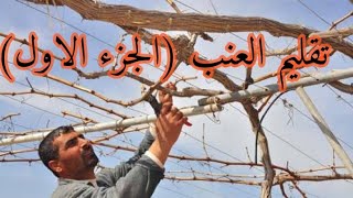 طريقة التلقيم الاشجار العنب الارضي في الجزائر