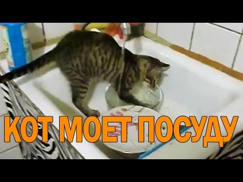 Кот моет посуду