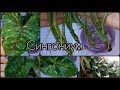 БЫСТРОЕ размножение СИНГОНИУМА🌱Сорт Кристмас🌸Тиффани🌱Кустовой🌸Черенкование🌸Грунт🌱Корни🌸Обработка