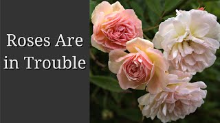 Roses are in Trouble