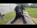 Perdy - 4 Month Old Flat Coated Retriever Puppy - 3 Weeks Training の動画、YouTube動画。