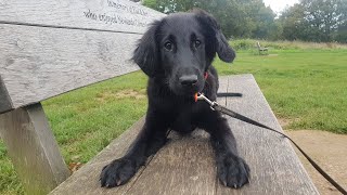 Perdy  4 Month Old Flat Coated Retriever Puppy  3 Weeks Training