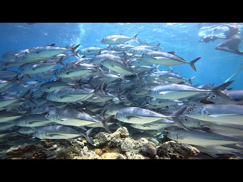 Video: Barracuda - ntses txawv heev