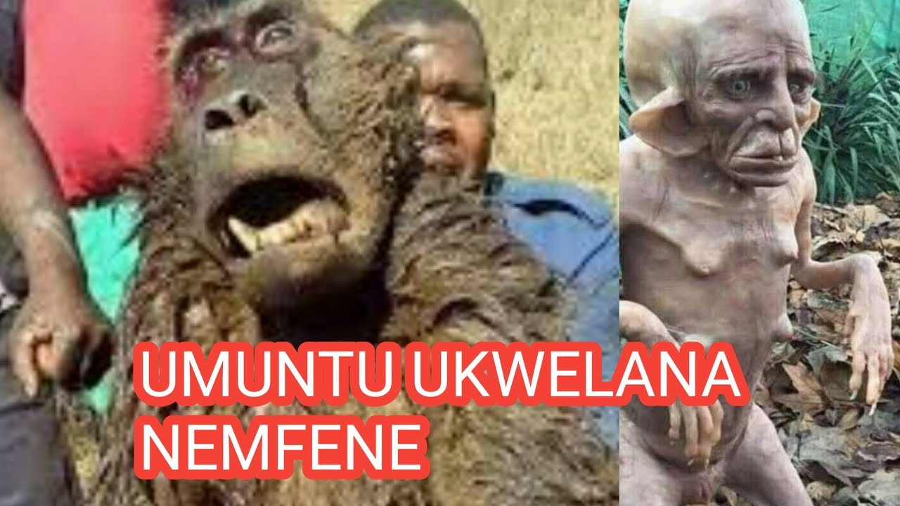 Umuntu ulala nemfene kuzalwe  Umkhovu DR MSUTHU ECHAZA KABANZI NGOMKHOVU