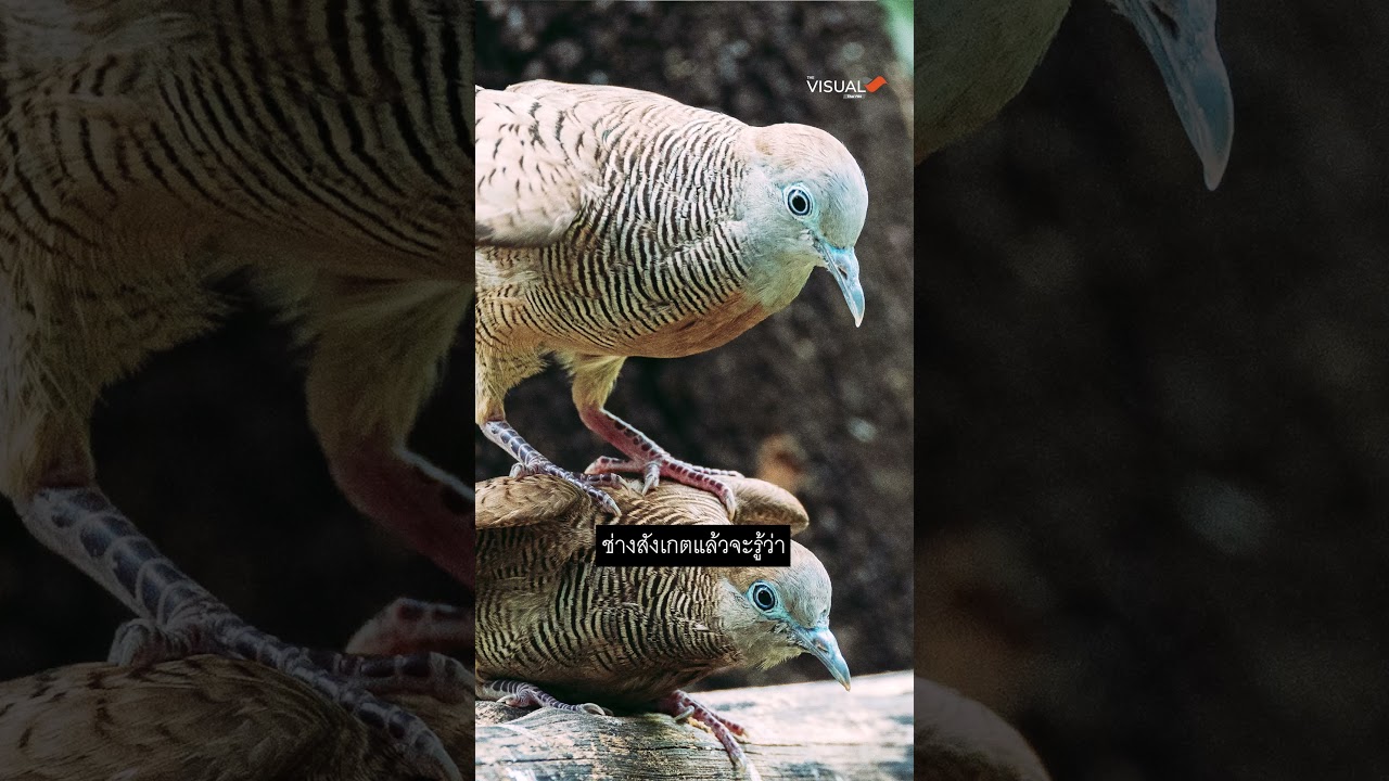 ทักษะอะไร ที่คนถ่ายภาพนกต้องมี? | The Visual