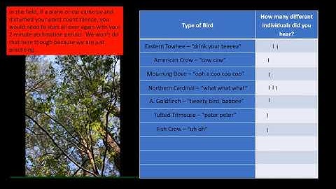 Bird Point Count