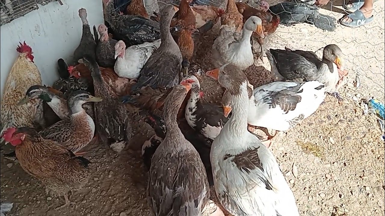 عودة إلى سوق الحيوانات بالقصر/قفصة فكرة على اسوام الدجاج العربي و الارانب و الكلاب