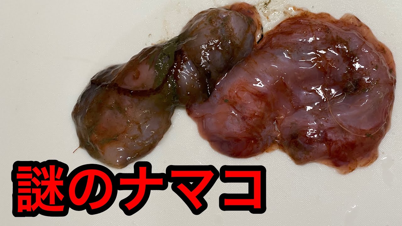 4種類目 モモイロソコナマコ さかな芸人ハットリオフィシャルブログ 大漁祈願 Powered By Ameba