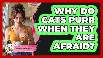 Why Do Cats Purr When They Are Afraid? - Happy Cat Handbook