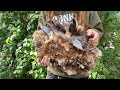 Massive Smoky Quartz Clusters found in California