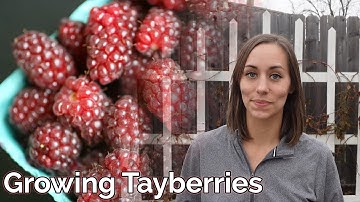Growing Tayberries!