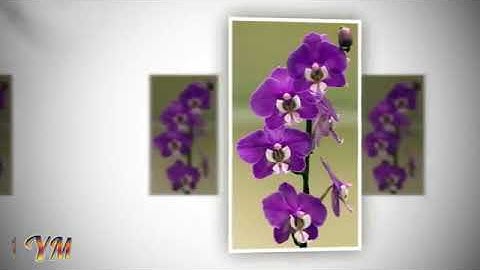 40  سورة غافر   القارئ سعد الغامدي