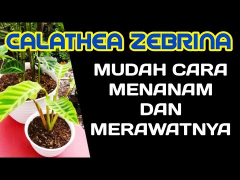 Video: Penjagaan Tumbuhan Zebra Calathea - Petua Untuk Menanam Tumbuhan Dalam Ruangan Zebra