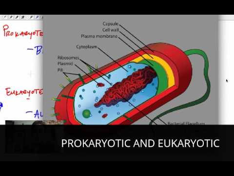 PROKARYOTIC AND EUKARYOTIC CELL // BIOLOGY FOR ALL // CBSE // ESMART CLASSES - YouTube