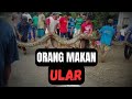 BIASANYA ULAR MAKAN ORANG, TAPI INI ORANG MAKAN ULAR ‼️