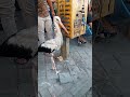 طائر اللقلق المعروف عنه يجلب البركه
