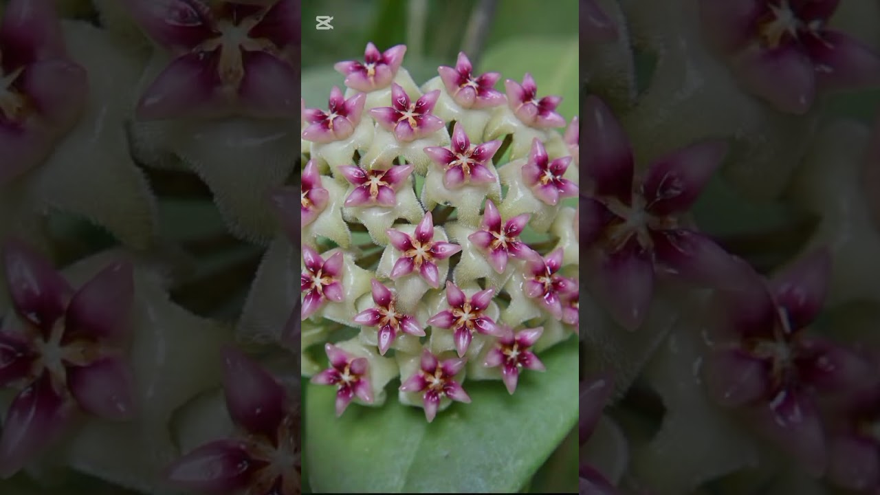 HOYA FLOWERS #flower #flowers #nature #hoyaplant