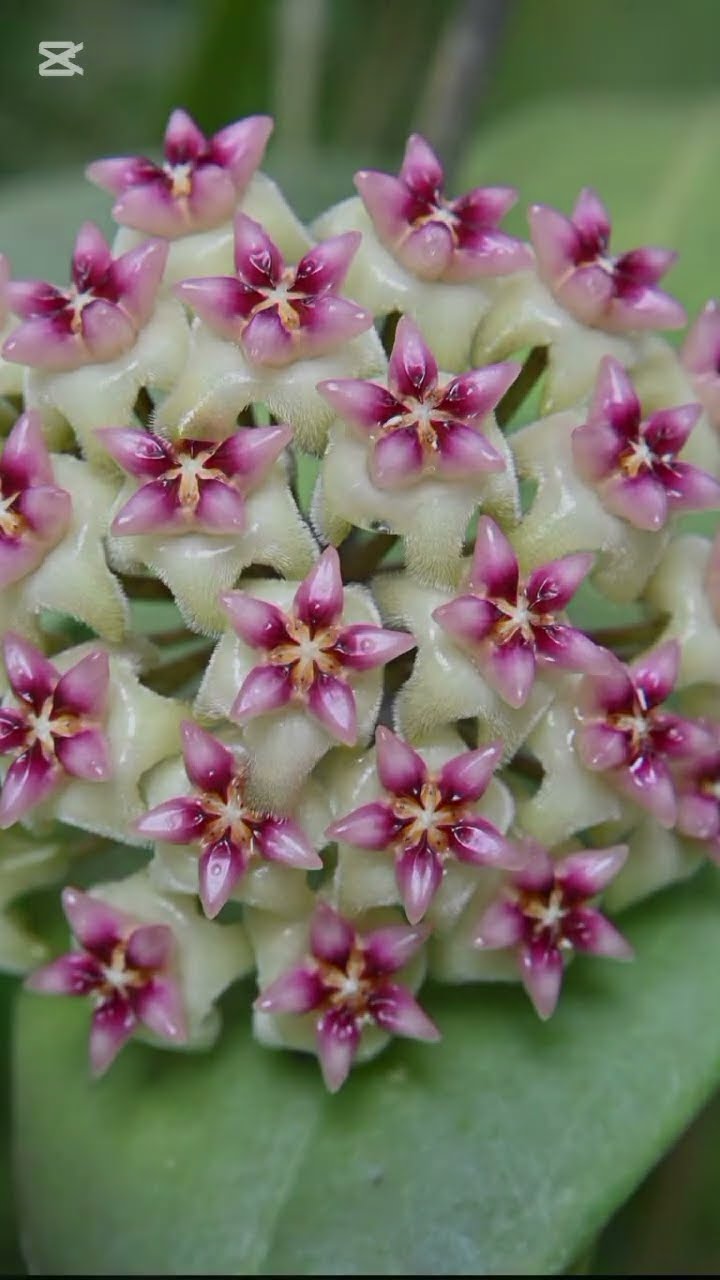 hoya quarts 動作確認未 HOYA FLOWERS #flower #flowers #nature #hoyaplant