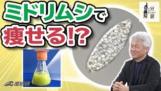 【1分解説】「痩せるホルモン」を分泌させる物質をミドリムシから製造【産総研公式】