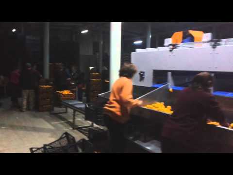 მანდარინის დაკალიბრება