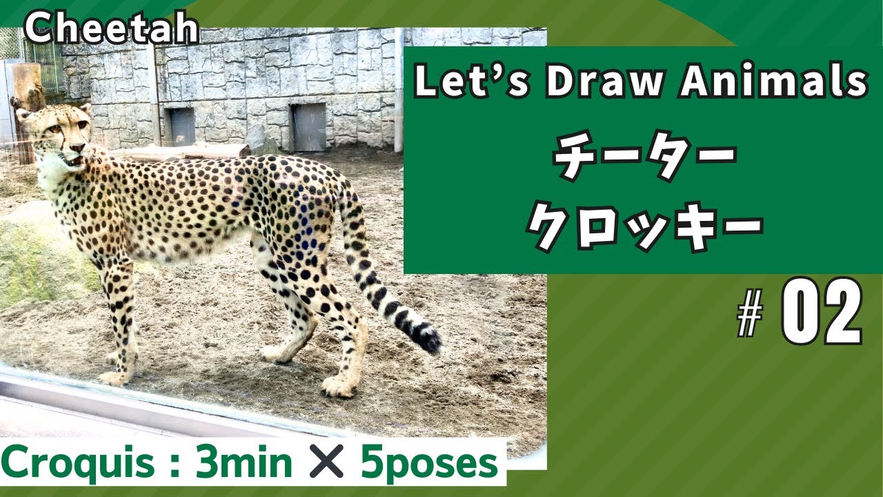 Cheetah drawing No.2】Animal drawing / 3min×5poses / Cheetah