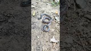 Indian Common Krait Releasing #snake #releasing #silentkiller