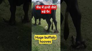 Hoof deformity in buffalo| Overgrown hoof | Huge buffalo hoove viralshorts ytshorts vet buffalo